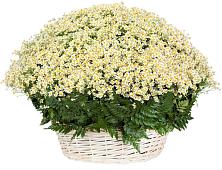 Цветочная композиция из Ромашки в корзине #REPLACE_PRED# Северск